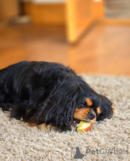 Zdjęcie №2 do zapowiedźy № 155579 na sprzedaż  cavalier king charles spaniel - wkupić się Finlandia prywatne ogłoszenie