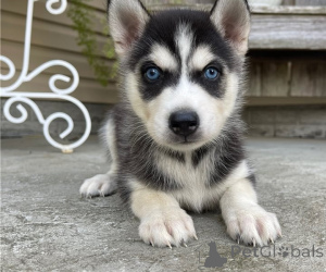 Zdjęcie №2 do zapowiedźy № 170437 na sprzedaż  husky syberyjski - wkupić się Belgia 