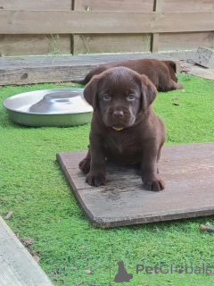 Zdjęcie №1. labrador retriever - na sprzedaż w Eindhoven | negocjowane | Zapowiedź №177762