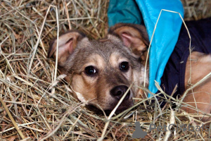Zdjęcie №2 do zapowiedźy № 58432 na sprzedaż  pies nierasowy - wkupić się Federacja Rosyjska prywatne ogłoszenie