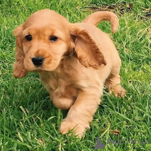 Zdjęcie №1. labrador retriever - na sprzedaż w Dendermond | negocjowane | Zapowiedź №171706
