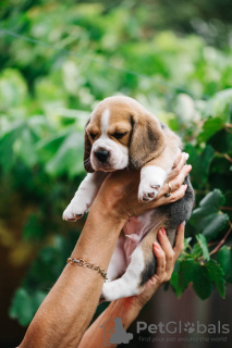 Zdjęcie №1. beagle (rasa psa) - na sprzedaż w Los Angeles | 1783zł | Zapowiedź №84063