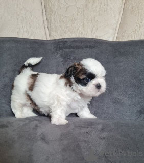 Zdjęcie №3. Sprzedam szczenięta Shih Tzu z dokumentami FCI. Rumunia