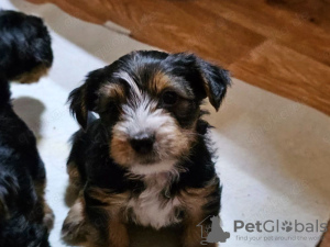 Zdjęcie №2 do zapowiedźy № 132496 na sprzedaż  maltańczyk - wkupić się Hiszpania hodowca