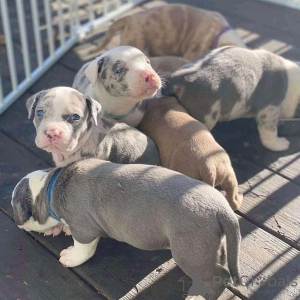 Zdjęcie №4. Sprzedam amerykański pitbulterier w Berlin. prywatne ogłoszenie, ze schronu - cena - negocjowane