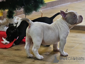 Zdjęcie №1. american bully - na sprzedaż w Belgrad | negocjowane | Zapowiedź №85495