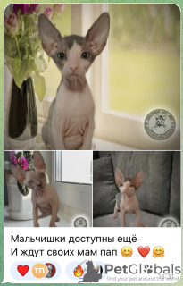 Zdjęcie №1. kot doński sfinks - na sprzedaż w Nowosybirsk | negocjowane | Zapowiedź № 57883