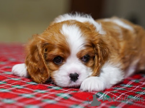 Zdjęcie №1. cavalier king charles spaniel - na sprzedaż w Berlin | 6278zł | Zapowiedź №93587