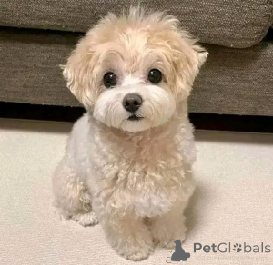 Zdjęcie №3. Sield Sewherd Sield Welpen Ab Sofort Verfügbar. Belgia