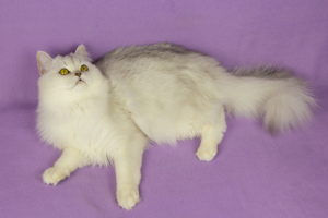 Dodatkowe zdjęcia: Szkocki srebrny futrzany kot