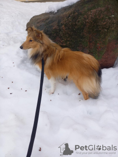 Zdjęcie №3. Szczeniak Sheltie. Estonia