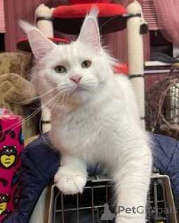 Zdjęcie №1. maine coon - na sprzedaż w Arel | negocjowane | Zapowiedź № 169485