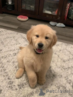 Zdjęcie №2 do zapowiedźy № 137163 na sprzedaż  golden retriever - wkupić się Niemcy hodowca