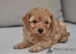 Zdjęcie №3. Mini pudle. Serbia