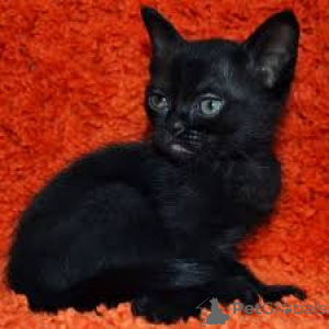 Zdjęcie №3. Bombaj-Katzen zu verkaufen. Finlandia