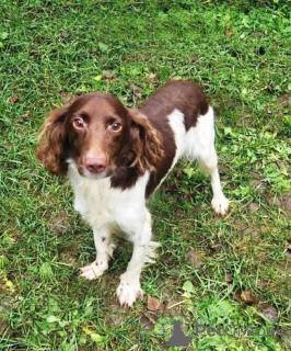 Zdjęcie №2 do zapowiedźy № 164185 na sprzedaż  pies nierasowy - wkupić się Federacja Rosyjska prywatne ogłoszenie