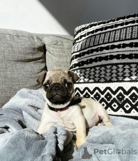 Zdjęcie №2 do zapowiedźy № 146296 na sprzedaż  mops - wkupić się USA hodowca