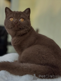 Zdjęcie №2 do zapowiedźy № 153740 na sprzedaż  kot brytyjski krótkowłosy - wkupić się Szwajcaria hodowca