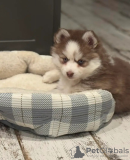 Zdjęcie №3. Wyszkolony w toalecie pomoranian. Holandia