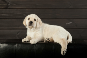Zdjęcie №3. Labrador Retriever Puppy. Federacja Rosyjska