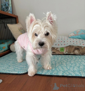 Zdjęcie №2 do zapowiedźy № 144431 na sprzedaż  pies nierasowy - wkupić się Wielka Brytania ze schronu