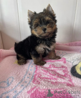 Zdjęcie №1. yorkshire terrier - na sprzedaż w Sopron | negocjowane | Zapowiedź №110177