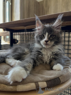 Zdjęcie №1. maine coon - na sprzedaż w Dordrecht | negocjowane | Zapowiedź № 170619