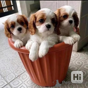 Zdjęcie №1. cavalier king charles spaniel - na sprzedaż w Aalen | negocjowane | Zapowiedź №148393