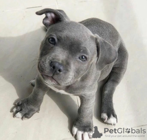 Zdjęcie №1. staffordshire bull terrier - na sprzedaż w Vantaa | negocjowane | Zapowiedź №133401