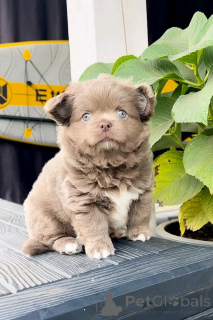 Zdjęcie №3. Szczenięta Chihuahua do rehabilitacji. USA