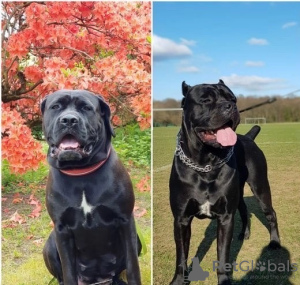 Dodatkowe zdjęcia: Szczenięta Cane Corso