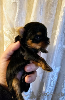 Zdjęcie №3. Adopcja Chiot Yorkshire Terrier Mâle et femelle. Belgia