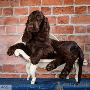 Zdjęcie №4. Sprzedam  w Krasnogorsk. hodowca - cena - 5157zł