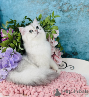 Zdjęcie №3. Szkocki prosty. Ukraina