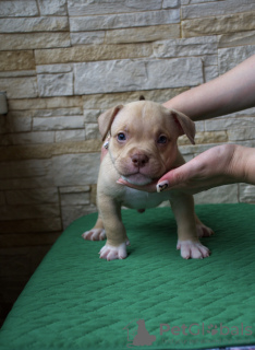 Dodatkowe zdjęcia: Szczenięta American Bully Pocket