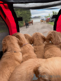 Zdjęcie №3. Słodkie szczenięta Golden Retriever. Delikatne, cierpliwe i wspaniałe w stosunku. Szwecja