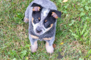 Zdjęcie №1. australian cattle dog - na sprzedaż w Antwerpia | negocjowane | Zapowiedź №169658