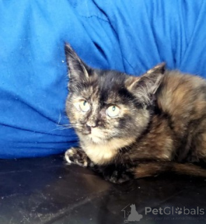 Zdjęcie №3. Kocięta Munchkina. Niemcy