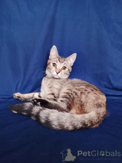 Zdjęcie №2 do zapowiedźy № 165479 na sprzedaż   - wkupić się Federacja Rosyjska prywatne ogłoszenie