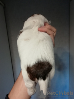 Zdjęcie №2 do zapowiedźy № 80225 na sprzedaż  shih tzu - wkupić się Estonia prywatne ogłoszenie, hodowca