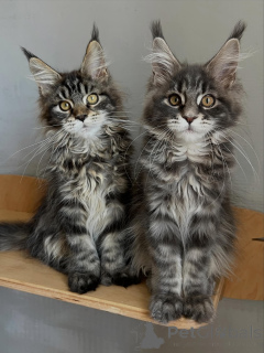 Zdjęcie №1. maine coon - na sprzedaż w Monachium | negocjowane | Zapowiedź № 169844