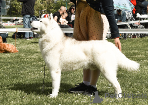 Dodatkowe zdjęcia: Rezerwacja szczeniąt husky