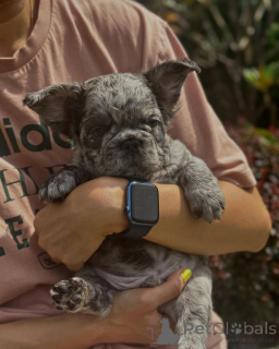 Zdjęcie №1. buldog francuski - na sprzedaż w Monachium | 2631zł | Zapowiedź №150645