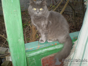 Zdjęcie №4. Sprzedam kot brytyjski długowłosy w Charków. prywatne ogłoszenie - cena - negocjowane