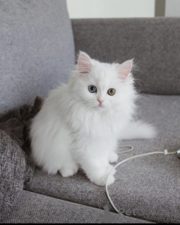 Zdjęcie №1.  - na sprzedaż w Pieksämäen Maalaiskunta | Bezpłatny | Zapowiedź № 162278