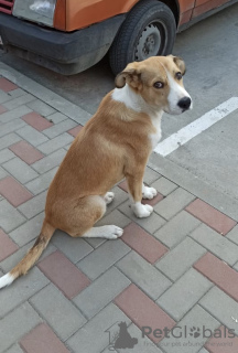 Zdjęcie №1. pies nierasowy - na sprzedaż w Krasnodar | Bezpłatny | Zapowiedź №7515