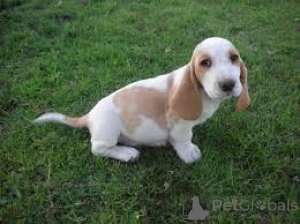 Zdjęcie №3. Basset Hound Szczenięta. Niemcy