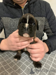 Zdjęcie №2 do zapowiedźy № 135300 na sprzedaż  bokser - wkupić się Serbia 