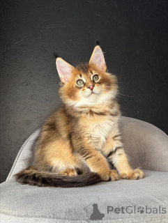 Zdjęcie №3. Słodkie, oszałamiające i pełne wdzięku mruczenie Freyi jest tak miękkie jak jej. Szwajcaria