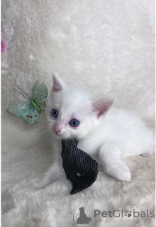 Zdjęcie №1. munchkin - na sprzedaż w Baierbrunn | 1674zł | Zapowiedź № 147239